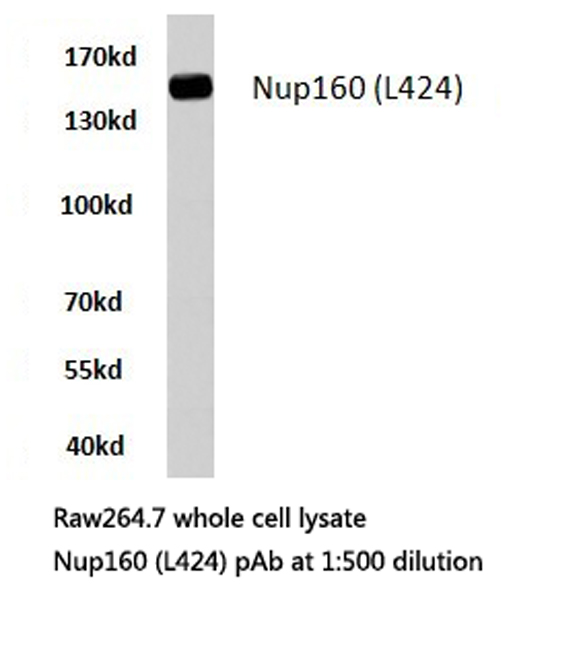 NUP160 Antibody - Western blot of Nup160 (L424) pAb in extracts from RAW264.7 cells.