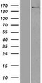 NUP160 Protein - Western validation with an anti-DDK antibody * L: Control HEK293 lysate R: Over-expression lysate