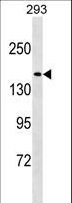 NUP188 Antibody - NU188 Antibody western blot of 293 cell line lysates (35 ug/lane). The NU188 antibody detected the NU188 protein (arrow).