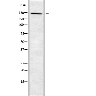 NUP205 Antibody - Western blot analysis NUP205 using A549 whole cells lysates