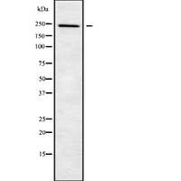 NUP205 Antibody - Western blot analysis NUP205 using A549 whole cells lysates