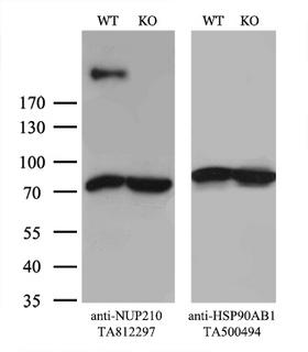 NUP210 / gp210 Antibody - Equivalent amounts of cell lysates  and NUP210-Knockout 293T cells  were separated by SDS-PAGE and immunoblotted with anti-NUP210 monoclonal antibody. Then the blotted membrane was stripped and reprobed with anti-HSP90 antibody as a loading control.
