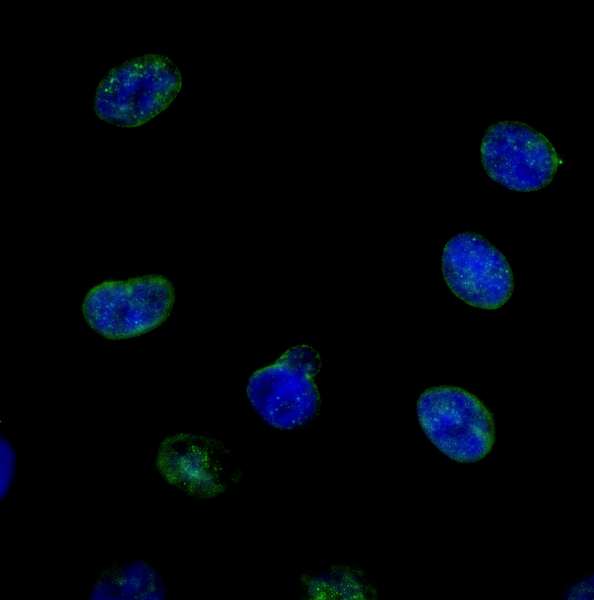 NUP214 / CAN Antibody - Detection of Human NUP214 by Immunocytochemistry. Sample: NBF-fixed asynchronous HeLa cells. Antibody: Affinity purified rabbit anti-NUP214 used at a dilution of 1:250. Detection: Anti-rabbit IgG-FITC conjugated used at a dilution of 1:100.