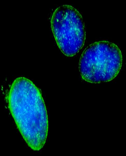NUP214 / CAN Antibody - Detection of Human NUP214 by Immunocytochemistry. Sample: Formaldelyde-fixed HeLa cells. Antibody: Affinity purified rabbit anti-NUP214 used at a dilution of 1:100 (2 ug/ml). Detection: Green fluorescent goat anti-rabbit IgG highly cross-adsorbed Antibody FITC conjugated used at a dilution of 1:100.