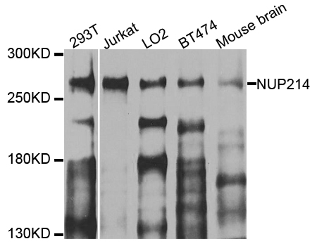 NUP214 / CAN Antibody - Western blot analysis of extracts of various cell lines.