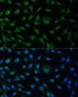 NUP214 / CAN Antibody - Immunofluorescence analysis of L929 cells using NUP214 Polyclonal Antibody at dilution of 1:100 (40x lens).Blue: DAPI for nuclear staining.