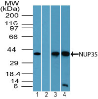 NUP35 / NUP53 Antibody - Western blot of NUP35 in human liver lysate in the 1) absence and 2) presence of immunizing peptide, 3) mouse brain lysate and 4) rat brain lysate using Polyclonal Antibody to NUP35 at 2 ug/ml, 2 ug/ml, 1 ug/ml and 1 ug/ml respectively. Goat anti-rabbit Ig HRP secondary antibody, and PicoTect ECL substrate solution, were used for this test.