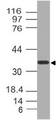 NUP35 / NUP53 Antibody - Fig-1: Western blot analysis of NUP35. Anti-NUP35 antibody was used at 1 µg/ml on 293 lysate.