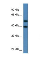 NUP37 Antibody - NUP37 antibody Western blot of Mouse Heart lysate. Antibody concentration 1 ug/ml. This image was taken for the unconjugated form of this product. Other forms have not been tested.