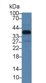 NUP37 Antibody - Western Blot; Sample: Mouse Mastadenoma; Primary Ab: 3µg/ml Rabbit Anti-Mouse NUP37 Antibody Second Ab: 0.2µg/mL HRP-Linked Caprine Anti-Rabbit IgG Polyclonal Antibody