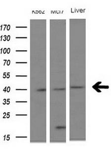 NUP43 Antibody - Western blot analysis of extracts. (10ug) from 2 different cell lines and 1 human tissue by using anti-NUP43 monoclonal antibody at 1:200 dilution.