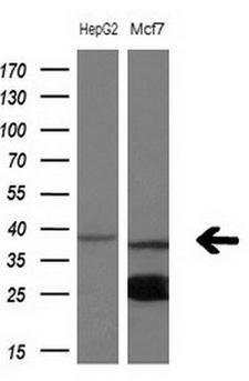 NUP43 Antibody - Western blot analysis of extracts. (10ug) from 2 different cell lines by using anti- NUP43monoclonal antibody at 1:200 dilution.