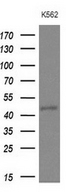 NUP43 Antibody - Western blot analysis of extracts. (10ug) from 1 cell line by using anti-NUP43 monoclonal antibody at 1:200 dilution.