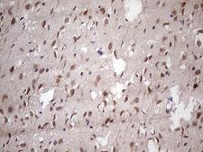 NUP43 Antibody - IHC of paraffin-embedded Human adult brain tissue using anti-NUP43 mouse monoclonal antibody. (Heat-induced epitope retrieval by 1 mM EDTA in 10mM Tris, pH8.5, 120°C for 3min)(1:150).