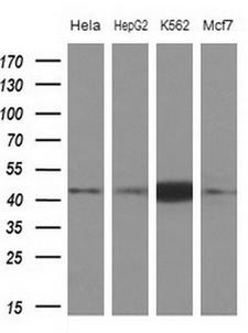 NUP43 Antibody - Western blot analysis of extracts. (10ug) from 4 different cell lines by using anti-NUP43 monoclonal antibody at 1:200 dilution.