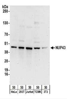 NUP43 Antibody - Detection of Human and Mouse NUP43 by Western Blot. Samples: Whole cell lysate (50 ug) from HeLa, 293T, Jurkat, mouse TCMK-1, and mouse NIH3T3 cells. Antibodies: Affinity purified rabbit anti-NUP43 antibody used for WB at 0.4 ug/ml. Detection: Chemiluminescence with an exposure time of 30 seconds.