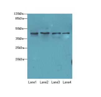 NUP43 Antibody - Western blot. All lanes: NUP43 antibody at 4 ug/ml. Lane 1: A431 whole cell lysate. Lane 2: HL60 whole cell lysate. Lane 3: Thp-1 whole cell lysate. Lane 4: A549 whole cell lysate. Secondary Goat polyclonal to Rabbit IgG at 1:10000 dilution. Predicted band size: 42 kDa. Observed band size: 42 kDa.