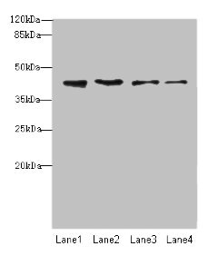 NUP43 Antibody - Western blot All lanes: NUP43 antibody at 4µg/ml Lane 1: A431 whole cell lysate Lane 2: HL60 whole cell lysate Lane 3: THP-1 whole cell lysate Lane 4: A549 whole cell lysate Secondary Goat polyclonal to rabbit IgG at 1/10000 dilution Predicted band size: 43, 32 kDa Observed band size: 43 kDa