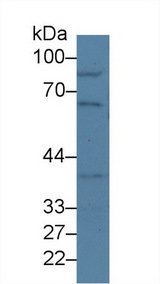NUP50 Antibody - Western Blot; Sample: Mouse Lung lysate; Primary Ab: 2µg/ml Rabbit Anti-Mouse NUP50 Antibody Second Ab: 0.2µg/mL HRP-Linked Caprine Anti-Rabbit IgG Polyclonal Antibody