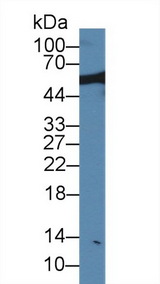 NUP50 Antibody - Western Blot; Sample: Rat Serum; Primary Ab: 1µg/ml Rabbit Anti-Rat NUP50 Antibody Second Ab: 0.2µg/mL HRP-Linked Caprine Anti-Rabbit IgG Polyclonal Antibody