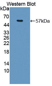 NUP50 Antibody - Western blot of NUP50 antibody.