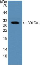 NUP50 Antibody - Western Blot; Sample: Recombinant NUP50, Human.
