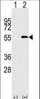 NUP50 Antibody - Western blot of NUP50 (arrow) using rabbit polyclonal NUP50 Antibody (RB08362). 293 cell lysates (2 ug/lane) either nontransfected (Lane 1) or transiently transfected with the NUP50 gene (Lane 2) (Origene Technologies).