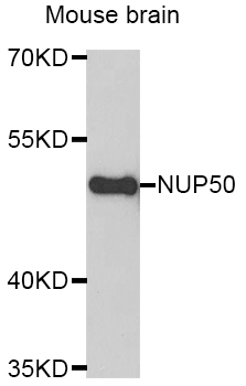 NUP50 Antibody - Western blot analysis of extracts of Mouse brain cells.