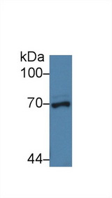 NUP62 Antibody - Western Blot; Sample: Porcine Liver lysate; Primary Ab: 3µg/ml Rabbit Anti-Human NUP62 Antibody Second Ab: 0.2µg/mL HRP-Linked Caprine Anti-Rabbit IgG Polyclonal Antibody
