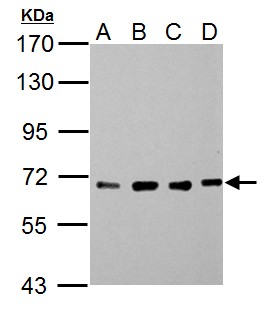 NUP62 Antibody - Sample (30 ug of whole cell lysate). A: NIH-3T3, B: JC, C: BCL-1, D: C2C12. 7.5% SDS PAGE. NUP62 antibody diluted at 1:5000.