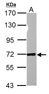 NUP62 Antibody - Sample (30 ug of whole cell lysate). A: PC-12. 7.5% SDS PAGE. NUP62 antibody diluted at 1:5000.