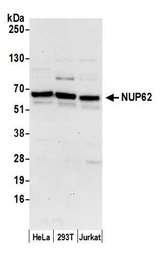 NUP62 Antibody - Detection of human NUP62 by western blot. Samples: Whole cell lysate (50 µg) from HeLa, HEK293T, and Jurkat cells prepared using NETN lysis buffer. Antibody: Affinity purified rabbit anti-NUP62 antibody used for WB at 0.1 µg/ml. Detection: Chemiluminescence with an exposure time of 30 seconds.