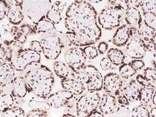 NUP62 Antibody - Immunochemical staining of human NUP62 in human placenta with rabbit polyclonal antibody at 1:100 dilution, formalin-fixed paraffin embedded sections.
