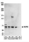 NUP85 / Pericentrin 1 Antibody - Detection of Human and Mouse NUP85 by Western Blot. Samples: Whole cell lysate (50 ug) from 293T, HeLa, Jurkat, mouse TCMK-1, and mouse NIH3T3 cells. Antibodies: Affinity purified rabbit anti-NUP85 antibody used for WB at 0.1 ug/ml. Detection: Chemiluminescence with an exposure time of 3 minutes.