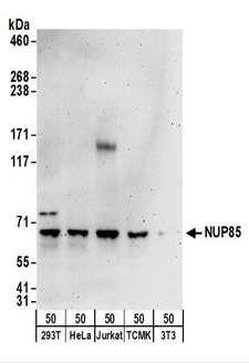 NUP85 / Pericentrin 1 Antibody - Detection of Human and Mouse NUP85 by Western Blot. Samples: Whole cell lysate (50 ug) from 293T, HeLa, Jurkat, mouse TCMK-1, and mouse NIH3T3 cells. Antibodies: Affinity purified rabbit anti-NUP85 antibody used for WB at 0.1 ug/ml. Detection: Chemiluminescence with an exposure time of 3 minutes.