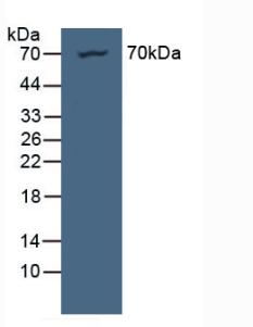 NUP85 / Pericentrin 1 Antibody - Western Blot; Sample: Human HeLa Cells.