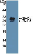 NUP85 / Pericentrin 1 Antibody - Western Blot; Sample: Recombinant NUP85, Mouse.