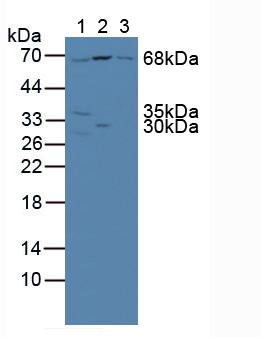 NUP85 / Pericentrin 1 Antibody - Western Blot; Sample: Lane1: Mouse Lung Tissue; Lane2: Mouse Liver Tissue; Lane3: Mouse Heart Tissue.