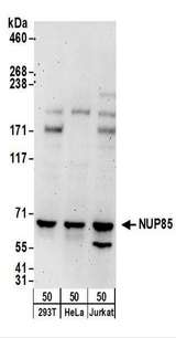 NUP85 / Pericentrin 1 Antibody - Detection of Human NUP85 by Western Blot. Samples: Whole cell lysate (50 ug) from 293T, HeLa, and Jurkat cells. Antibodies: Affinity purified rabbit anti-NUP85 antibody used for WB at 0.1 ug/ml. Detection: Chemiluminescence with an exposure time of 3 minutes.