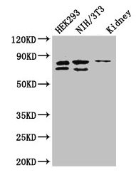 NUP85 / Pericentrin 1 Antibody - Western Blot Positive WB detected in: HEK293 whole cell lysate, NIH/3T3 whole cell lysate, Mouse lung tissue All lanes: NUP85 antibody at 2.7µg/ml Secondary Goat polyclonal to rabbit IgG at 1/50000 dilution Predicted band size: 76, 53, 70 kDa Observed band size: 76, 70 kDa