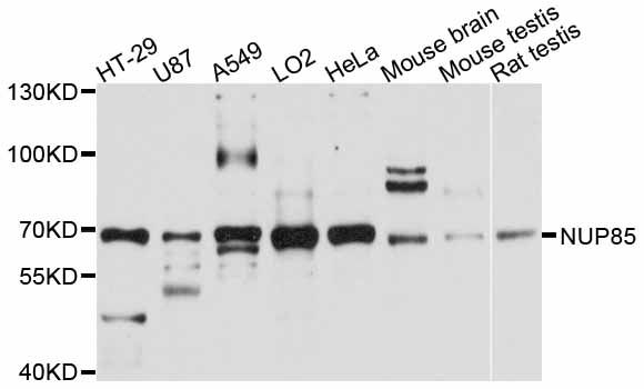 NUP85 / Pericentrin 1 Antibody - Western blot analysis of extracts of various cell lines, using NUP85 antibody at 1:3000 dilution. The secondary antibody used was an HRP Goat Anti-Rabbit IgG (H+L) at 1:10000 dilution. Lysates were loaded 25ug per lane and 3% nonfat dry milk in TBST was used for blocking. An ECL Kit was used for detection and the exposure time was 10s.