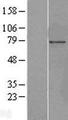 NUP85 / Pericentrin 1 Protein - Western validation with an anti-DDK antibody * L: Control HEK293 lysate R: Over-expression lysate