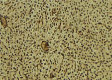 NUP88 Antibody - 1:100 staining mouse liver tissue by IHC-P. The sample was formaldehyde fixed and a heat mediated antigen retrieval step in citrate buffer was performed. The sample was then blocked and incubated with the antibody for 1.5 hours at 22°C. An HRP conjugated goat anti-rabbit antibody was used as the secondary.