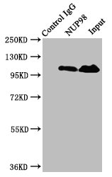 NUP98 Antibody - Immunoprecipitating NUP98 in Jurkat whole cell lysate Lane 1: Rabbit control IgG instead of NUP98 Antibody in Jurkat whole cell lysate.For western blotting, a HRP-conjugated Protein G antibody was used as the secondary antibody (1/2000) Lane 2: NUP98 Antibody (8µg) + Jurkat whole cell lysate (500µg) Lane 3: Jurkat whole cell lysate (20µg)