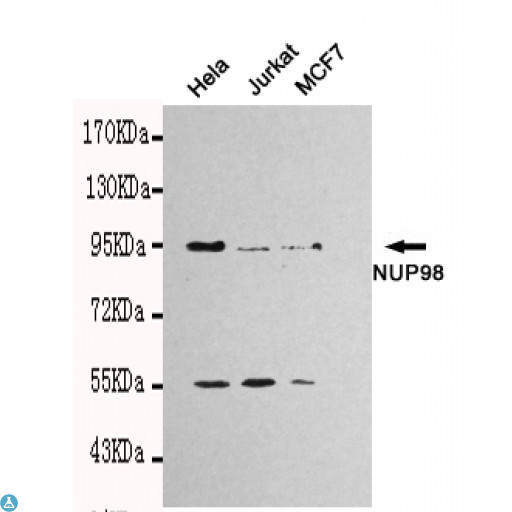 NUP98 Antibody - Western blot detection of NUP98 in Hela, Jurkat and MCF7 cell lysates using NUP98 mouse mAb (1:1000 diluted). Predicted band size: 98kDa. Observed band size: 98kDa.