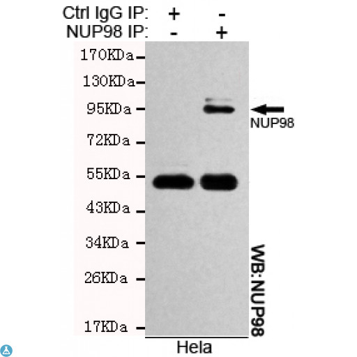 NUP98 Antibody - Immunoprecipitation analysis of Hela cell lysates using NUP98 mouse mAb.