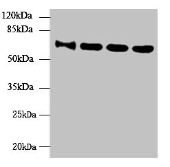 NUPL1 Antibody - Western blot All lanes: NUPL1 antibody at 4µg/ml Lane 1: HepG2 whole cell lysate Lane 2: Hela whole cell lysate Lane 3: LO2 whole cell lysate Lane 4: Mouse thymus tissue Secondary Goat polyclonal to rabbit IgG at 1/10000 dilution Predicted band size: 61, 51, 60 kDa Observed band size: 61 kDa