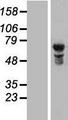 NUPL1 Protein - Western validation with an anti-DDK antibody * L: Control HEK293 lysate R: Over-expression lysate
