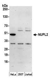 NUPL2 Antibody - Detection of human NUPL2 by western blot. Samples: Whole cell lysate (50 µg) from HeLa, HEK293T, and Jurkat cells prepared using NETN lysis buffer. Antibody: Affinity purified rabbit anti-NUPL2 antibody used for WB at 0.1 µg/ml. Detection: Chemiluminescence with an exposure time of 30 seconds.