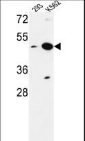 NUPL2 Antibody - NUPL2 Antibody western blot of 293,K562 cell line lysates (35 ug/lane). The NUPL2 antibody detected the NUPL2 protein (arrow).